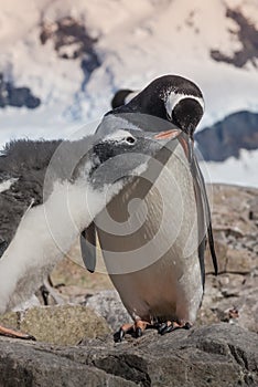 Gentoo Penguin and chick, Pygoscelis papua,Neko Harbour