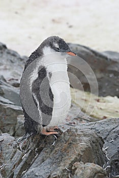 Gentoo penguin chick in the rain.