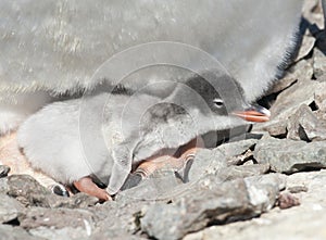 Gentoo penguin chick recently hatched.