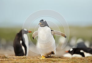 Gentoo penguin chick running on a coastal area