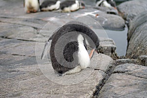 Gentoo penguin chick scratching its head in Antarctica