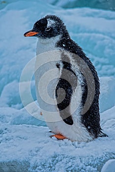 Gentoo penguin chick sitting on glacier ice, Antarctica