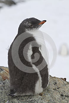 Gentoo penguin chick sitting the nest