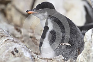 Gentoo penguin chick sitting in the nest