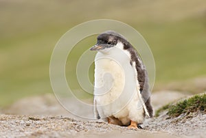 Gentoo penguin chick standing alone