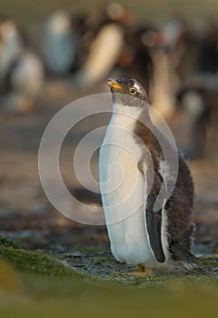 Gentoo penguin chick standing near penguin colony