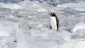 Gentoo Penguin chick stuck in ice in Antarctica