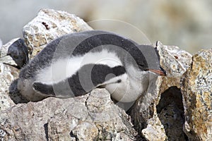 Gentoo penguin chick who sleeps on the rocks