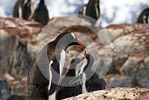 Gentoo penguin with chicks in Antarctica