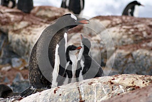 Gentoo penguin with chicks in Antarctica