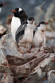 Gentoo penguin with chicks in Antarctica