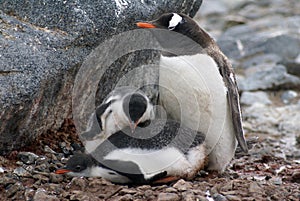 Gentoo penguin with chicks in Antarctica