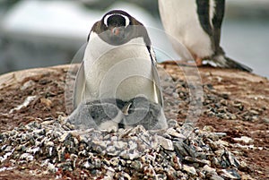 Gentoo penguin with chicks in Antarctica