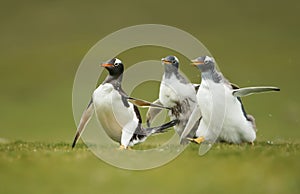 Gentoo penguin chicks chasing their parent to be fed