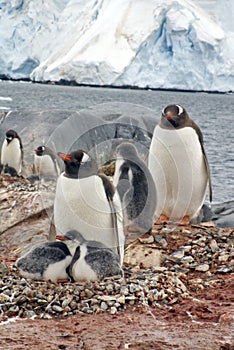Gentoo penguin with chicks, in front of a glacier, in Antarctica