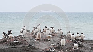 Gentoo Penguin with chicks on the nest