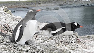 Gentoo Penguin with chicks on the nest