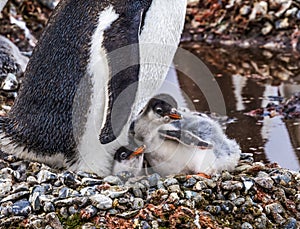 Gentoo Penguin Chicks Yankee Harbor Greenwich Island Antarctica