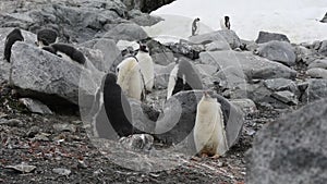 Gentoo Penguin chiks on the rocks