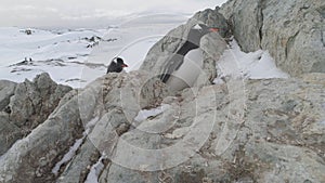 Gentoo penguin climb frozen rock close-up view