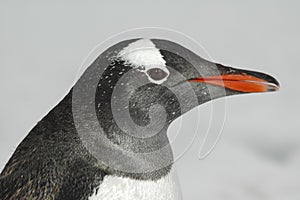 Gentoo Penguin close up