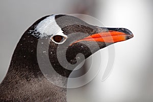 Gentoo penguin close-up, Antarctica