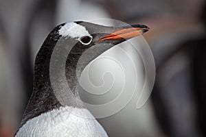 Gentoo penguin close-up, Antarctica