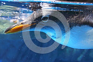 Gentoo Penguin photo