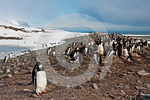 Gentoo Penguin Colony