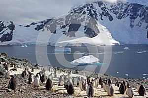 Gentoo penguin colony, Antarctica photo