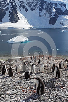 Gentoo penguin colony, Antarctica