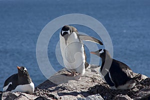 Gentoo penguin colony, antarctica