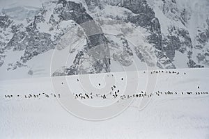 Gentoo Penguin Colony, Antarctica Adventure
