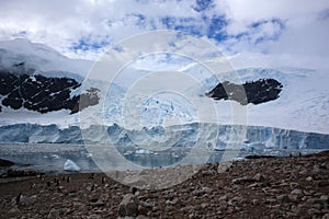 Gentoo penguin colony in Antarctica