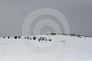 Gentoo Penguin Colony, Antarctica Travel, Adventure