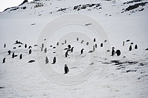 Gentoo Penguin Colony, Antarctica Travel, Adventure