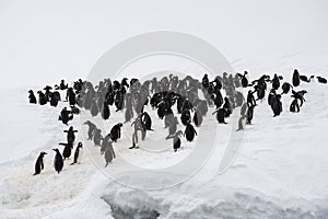 Gentoo Penguin Colony, Antarctica Travel, Adventure