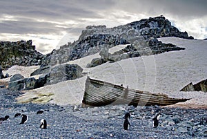 Gentoo penguin colony on a beach with a boat in Antarctica
