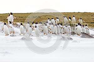 Gentoo penguin colony on the beach