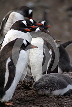 Gentoo penguin colony with a chick in Antarctica