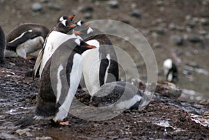 Gentoo penguin colony with a chick in Antarctica