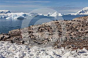 Gentoo Penguin colony - Cuverville Island - Antarctica