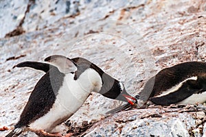 Gentoo Penguin colony on Cuverville island photo