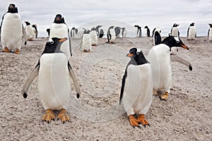 Gentoo Penguin Colony - Falkland Islands photo