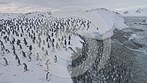 Gentoo penguin colony going ashore aerial top view photo