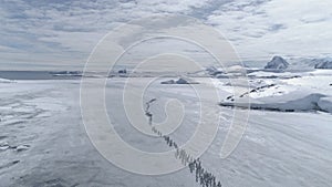 Gentoo penguin colony migrate aerial timelapse