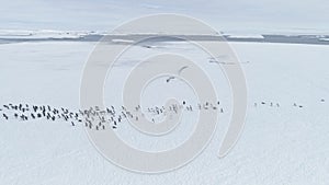 Gentoo penguin colony migration arctic aerial view