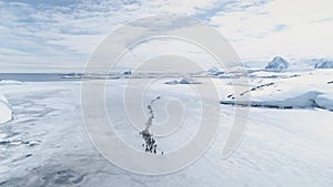 Gentoo penguin colony migration coast aerial view