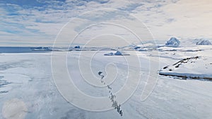 Gentoo penguin colony migration coast aerial view