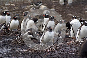 Gentoo penguin colony with pebble nests in Antarctica